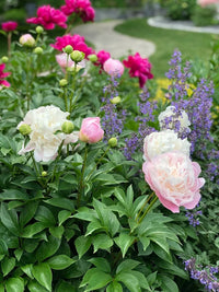 Mixed peony plants growing in garden containers