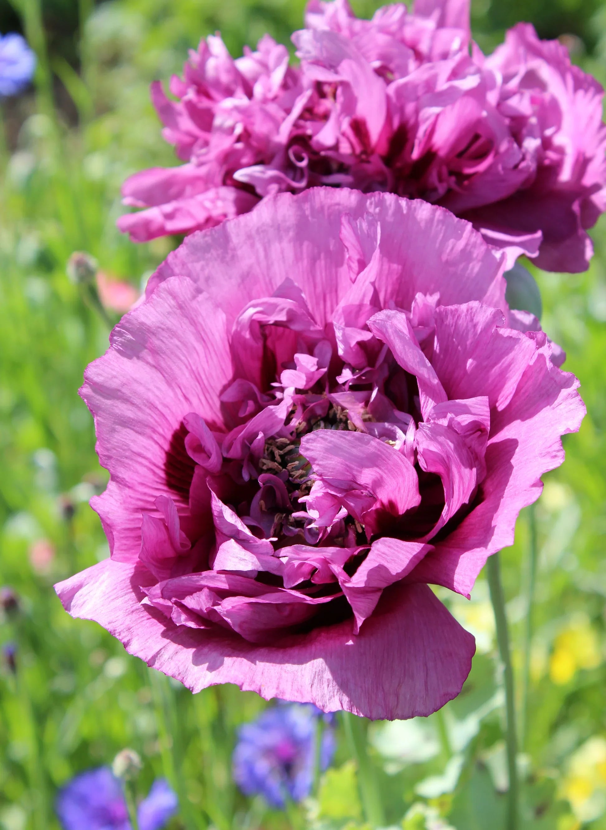 Soft Blush Poppy Blooms in Home Flower Garden