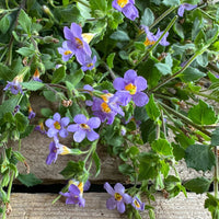 Bacopa Blutopia Flower Seeds for Planting