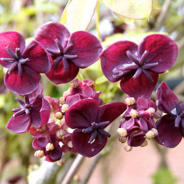 Akebia Quinata Flower seeds for Planting - Cottage Garden Essential, Heirloom & GMO Free Seeds for Home Garden