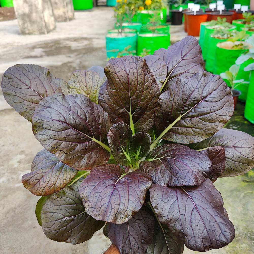 Bok choy planting guide for home gardens