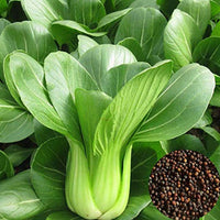 Heirloom Bok Choy growing in a raised garden bed