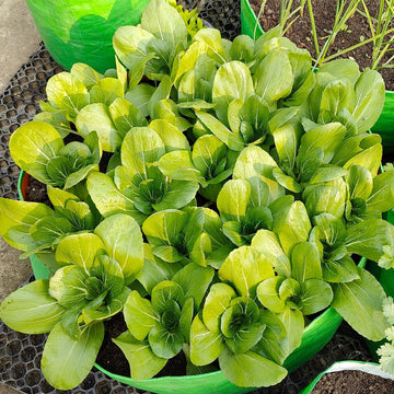 Bok Choy seeds for home vegetable garden planting