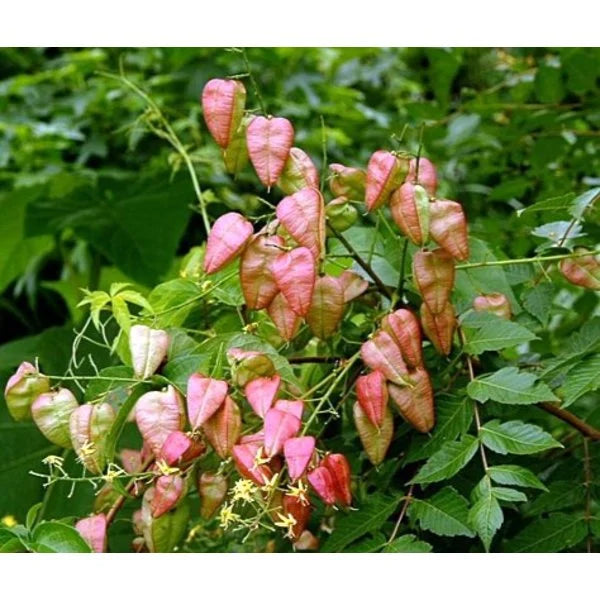 Red Koelreuteria Flower seeds for Planting - Hardy Variety, Heirloom & GMO Free Seeds for Home Garden
 
 Sale seeds for planting in home garden