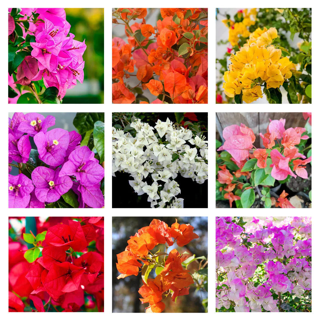 Mixed Color Bougainvillea Flower seeds for Planting Colorful Display Heirloom & GMO Free Seeds for Home Garden
 
 Sale