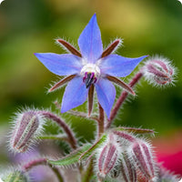 Blue flowering Borage herb growing in a garden bed