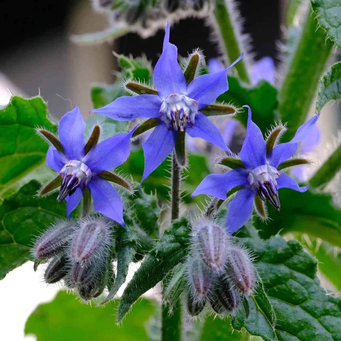 Heirloom Borage plant with star-shaped blue flowers attracting pollinators