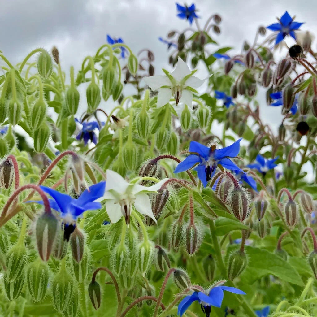 borage-seeds-for-planting-heirloom-non-gmo