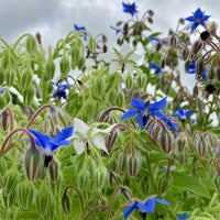 borage-seeds-for-planting-heirloom-non-gmo
