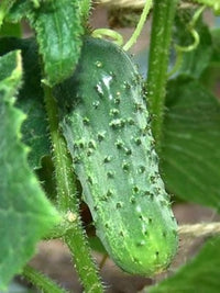 Boston Pickling Cucumber Seeds for Planting