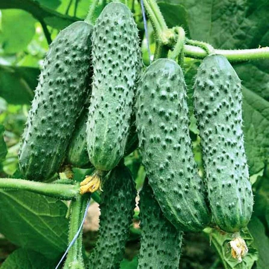 Boston Pickling Cucumber Vines Growing in Garden