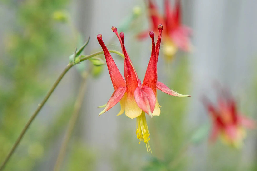 Orange Columbine Flower seeds for Planting Sun Loving Heirloom & GMO Free Seeds for Home Garden