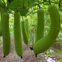Closeup of bottle gourd seeds