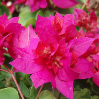 Pink Bougainvillea Flower seeds for Planting - Seasonal Bloomer, Heirloom & GMO Free Seeds for Home Garden