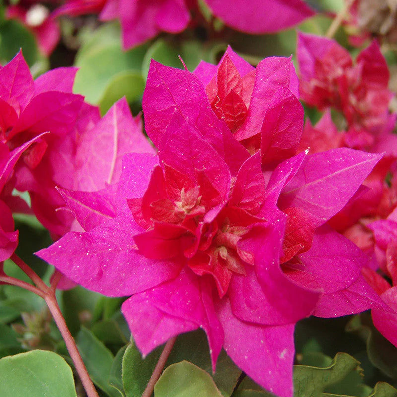 Pink Bougainvillea Flower seeds for Planting Bright Blooms Heirloom & GMO Free Seeds for Home Garden