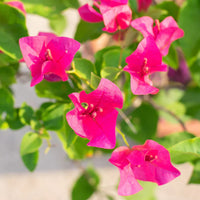 Dark Pink Bougainvillea climbing flower seeds for decorative outdoor landscapes.
