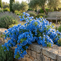 Ornamental Blue Bougainvillea seeds for containers and outdoor garden landscapes.