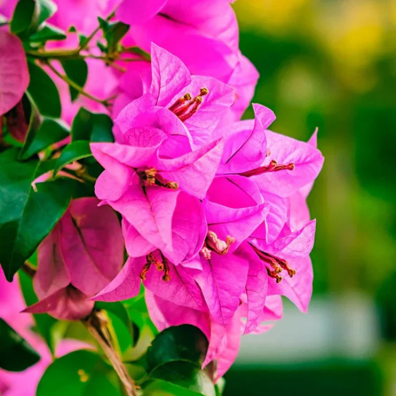 Bougainvillea growing in full sun garden locations
