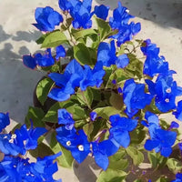 Heirloom Blue Bougainvillea spectabilis seeds for growing ornamental climbing plants.