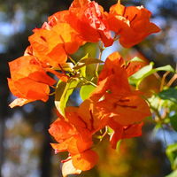 Orange Bougainvillea Flower Seeds for Planting - Vibrant Blooms for Your Garden