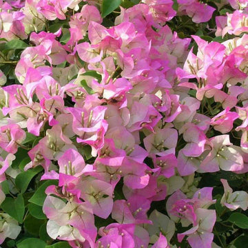 Pink White Bougainvillea Flower Seeds for Planting Premium Quality Heirloom & GMO Free Seeds for Home Garden
 
 Sale