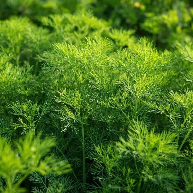 Bouquet Dill plant with fine feathery green foliage growing in a garden