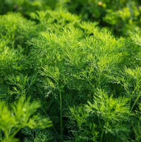 Bouquet Dill plant with fine feathery green foliage growing in a garden