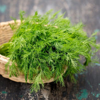 Bouquet Dill seeds for home herb garden planting