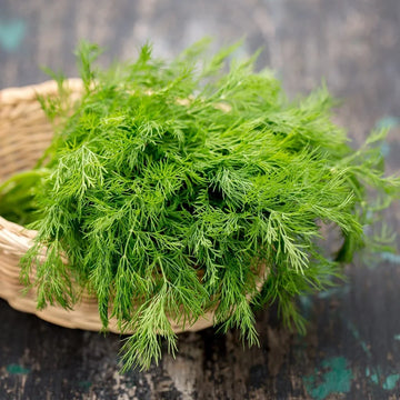 Bouquet Dill seeds for home herb garden planting