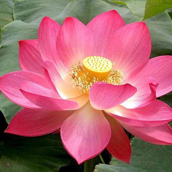Bowl Lotus seeds for ornamental water features and outdoor aquatic gardens.