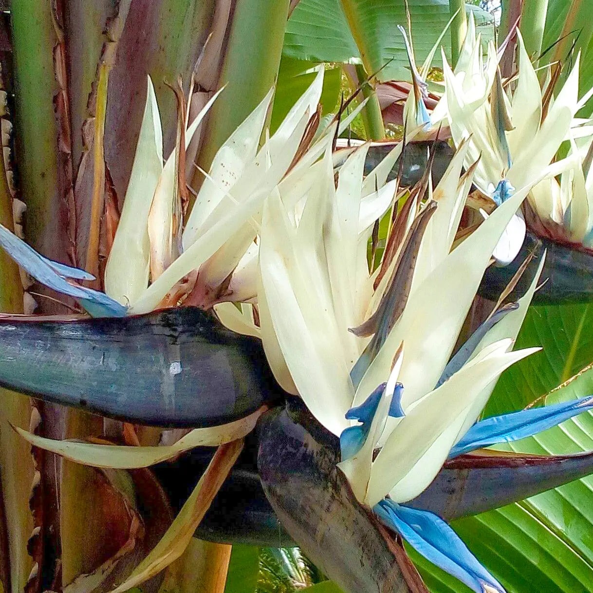 White Strelitzia Reginae Seeds Flower seeds for Planting Colorful Display Heirloom & GMO Free Seeds for Home Garden