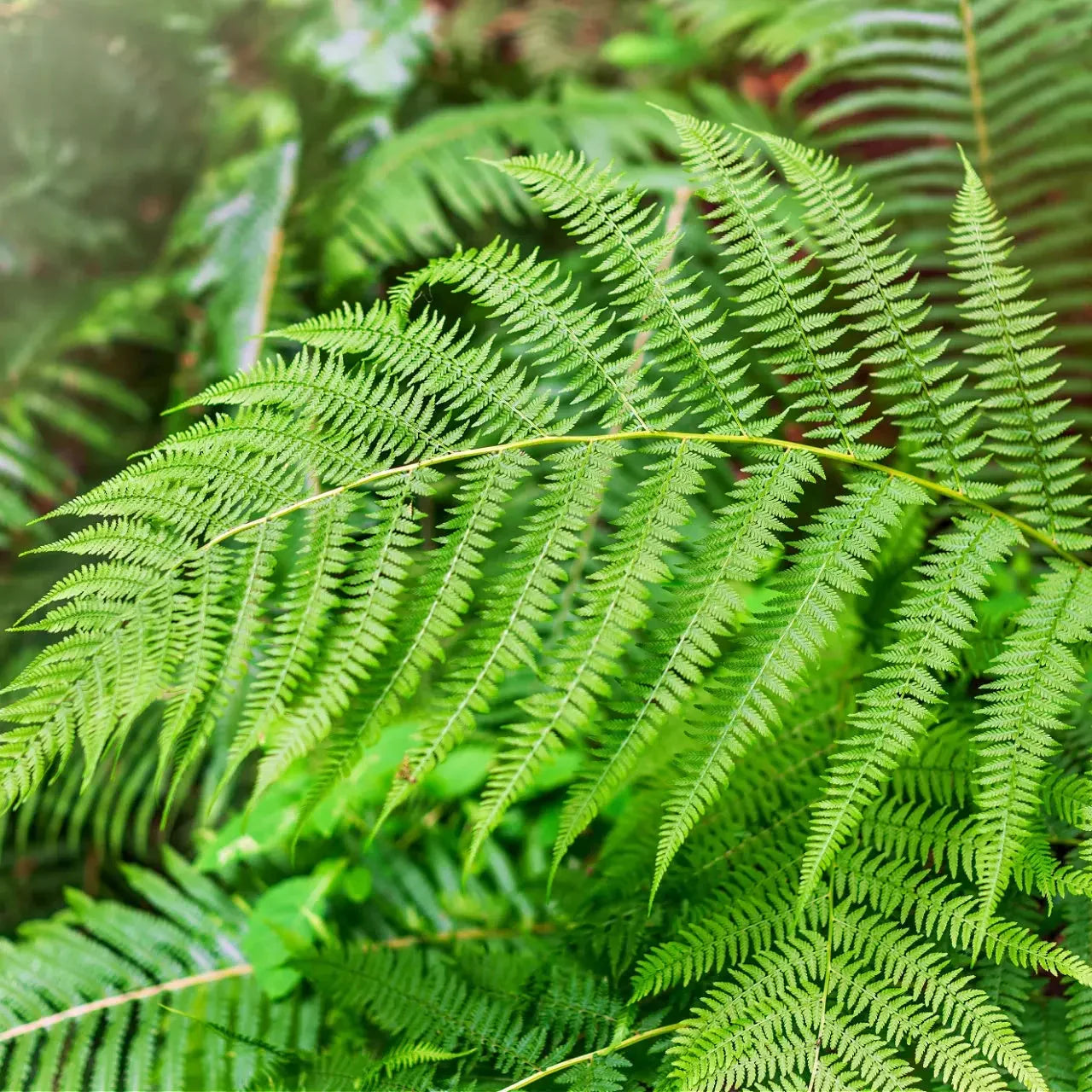 Bracken fern with lush green fronds growing in a shaded garden.