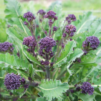 Brassica oleracea var. italica seeds suitable for kitchen gardens and containers.