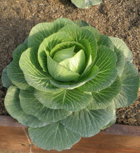 Brassica oleracea seedlings sprouting from Non GMO Macaroni seeds