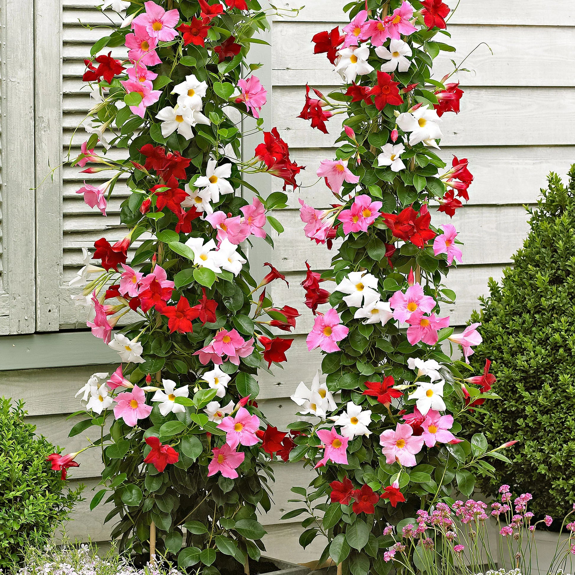 Mandevilla Sanderi flowering vine growing in a decorative outdoor container on a patio.