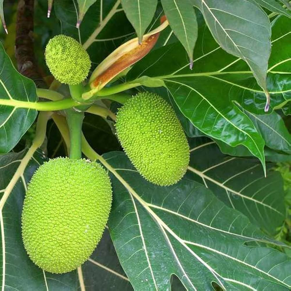 Tropical breadfruit tree thriving in a home garden setting.