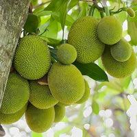 Breadfruit tree growing with lush green foliage in a tropical garden.