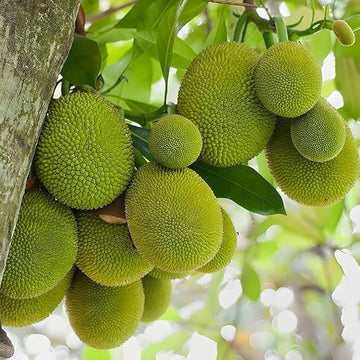 Breadfruit tree growing with lush green foliage in a tropical garden.