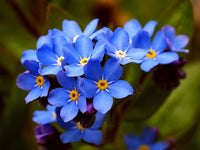 Myosotis Sylvatica Flower seeds for Planting Cottage Garden Essential Heirloom & GMO Free Seeds for Home Garden
