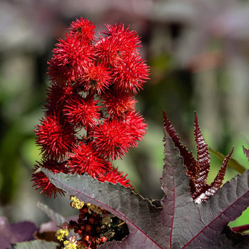 Bright Red Castor Bean Seeds for Planting