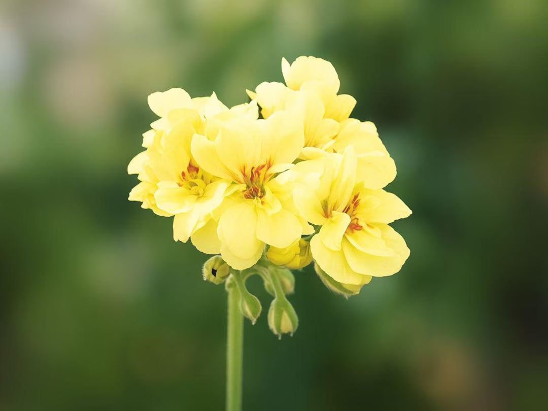 Yellow geranium plants adding vibrant color to a flower bed.