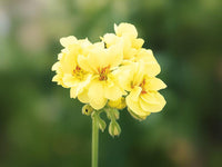 Yellow geranium plants adding vibrant color to a flower bed.