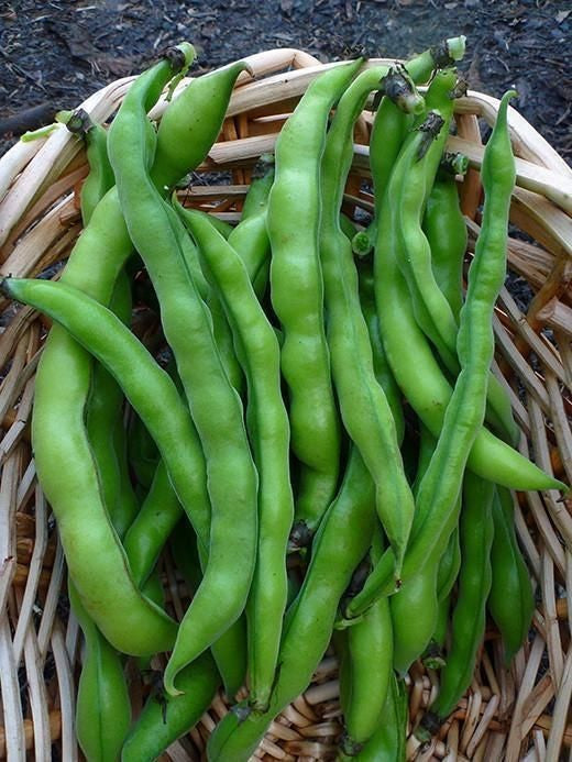 High germination Vicia faba broad bean seeds
