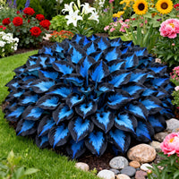 Blue Black Hosta perennial bulb with decorative broad leaves.