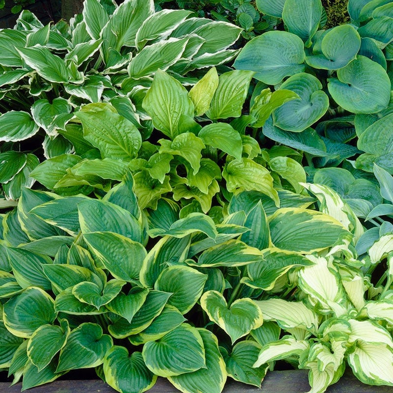 Broad Leaf Hosta bulb for natural outdoor garden décor.