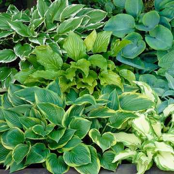 Broad Leaf Hosta bulb for natural outdoor garden décor.