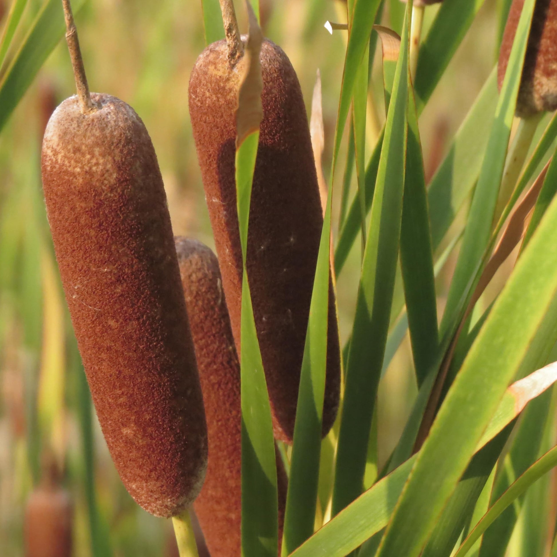 Broadleaf Cattail seeds for planting in ponds and water gardens.