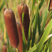 Broadleaf Cattail seeds for planting in ponds and water gardens.
