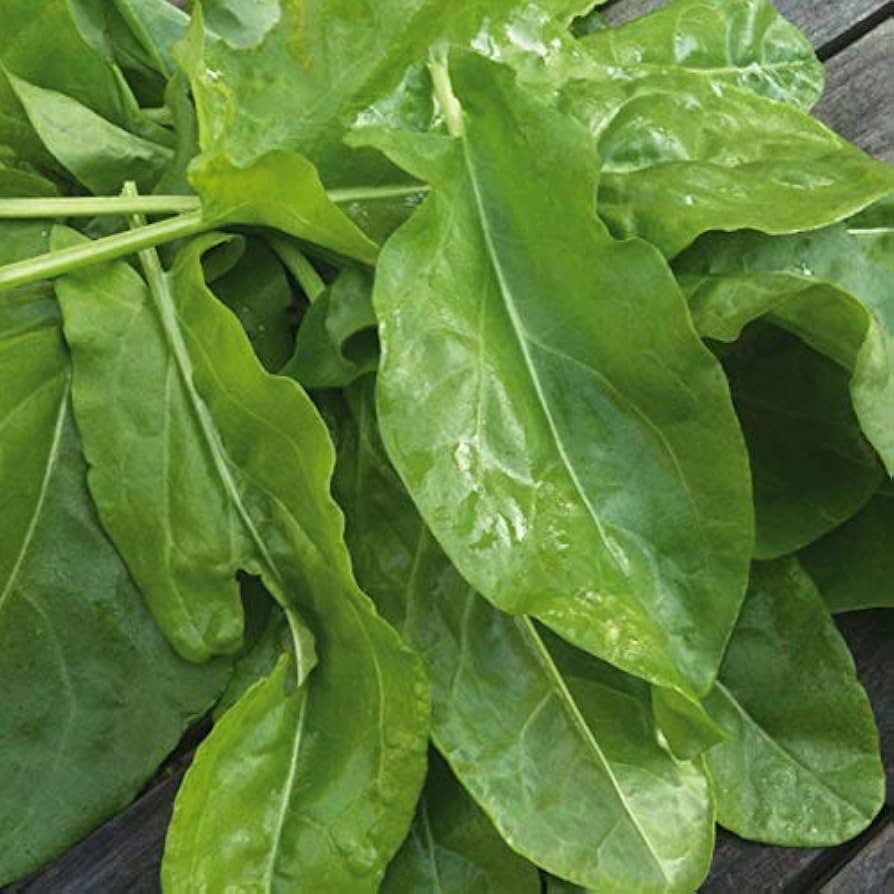 Broadleaf Odessa Sorrel seeds for growing fresh herbs at home.