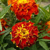 Marigold French Flower seeds for Planting Bright Blooms Heirloom & GMO Free Seeds for Home Garden